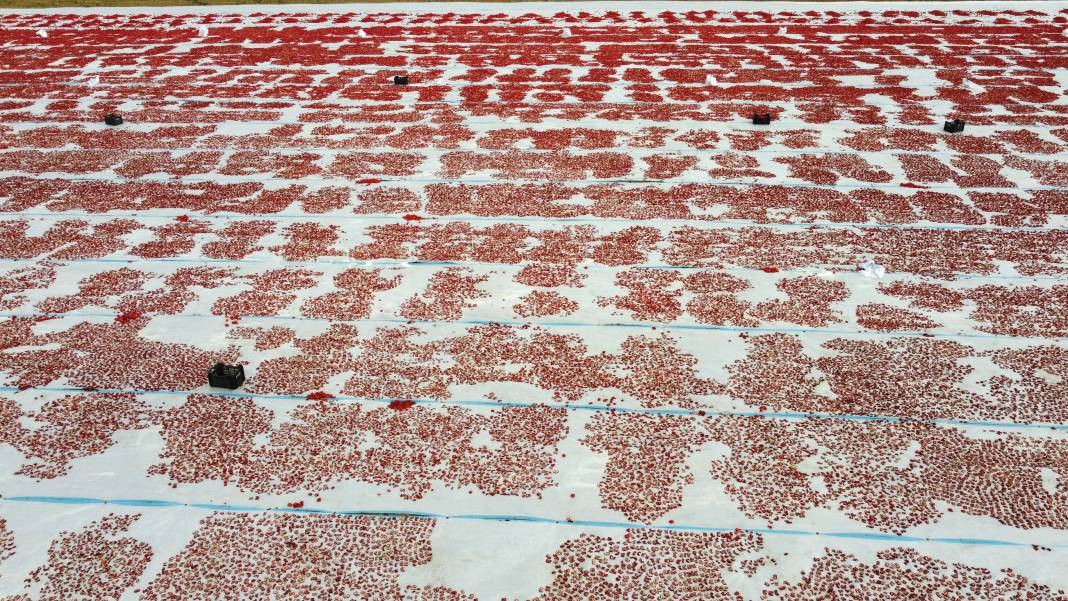 Süphan Dağı’nda yetişiyor 12 kilodan 1 kilo çıkıyor. Türkler 1 kilo bile alamıyor - Resim: 9